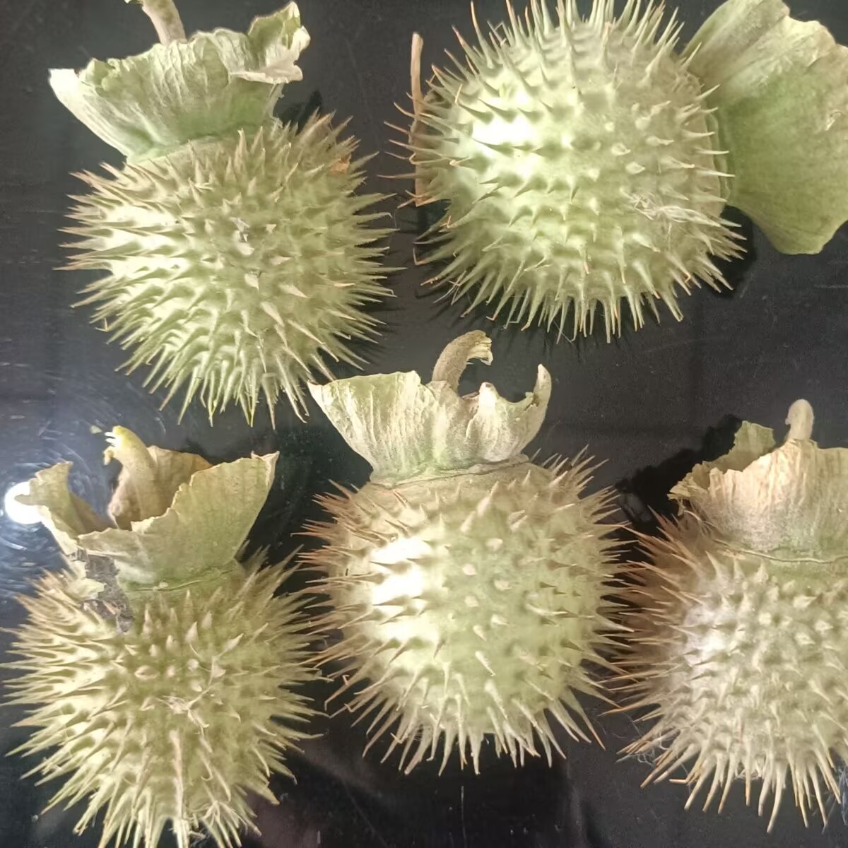 Potpourri Dried Flower - Dosettes de Datura séchées naturelles de