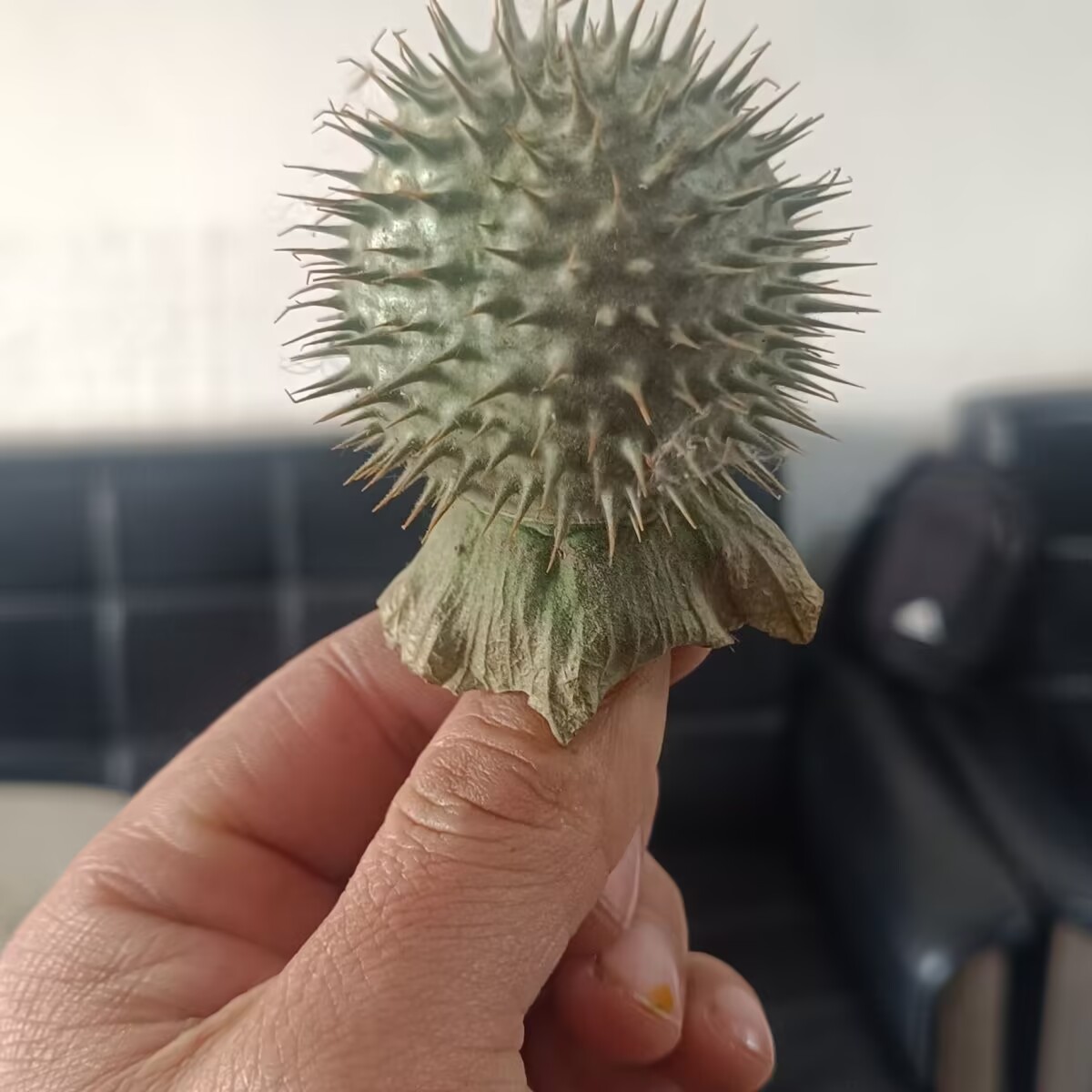 Dosettes de Datura séchées nat - Potpourri Dried Flower avis et prix