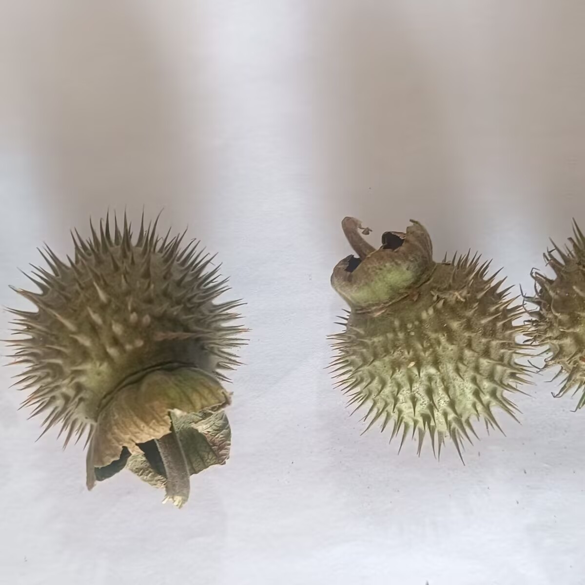 Dosettes de Datura séchées nat - Potpourri Dried Flower avis et prix