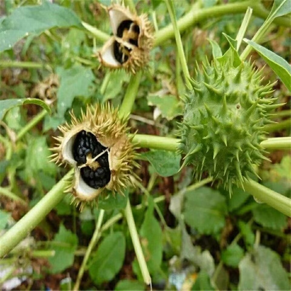 Dosettes de Datura séchées nat - Potpourri Dried Flower avis et prix