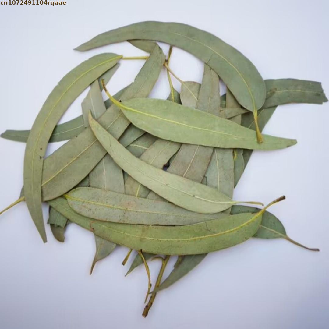 Feuilles d'eucalyptus naturell - Potpourri Dried Flower avis et prix