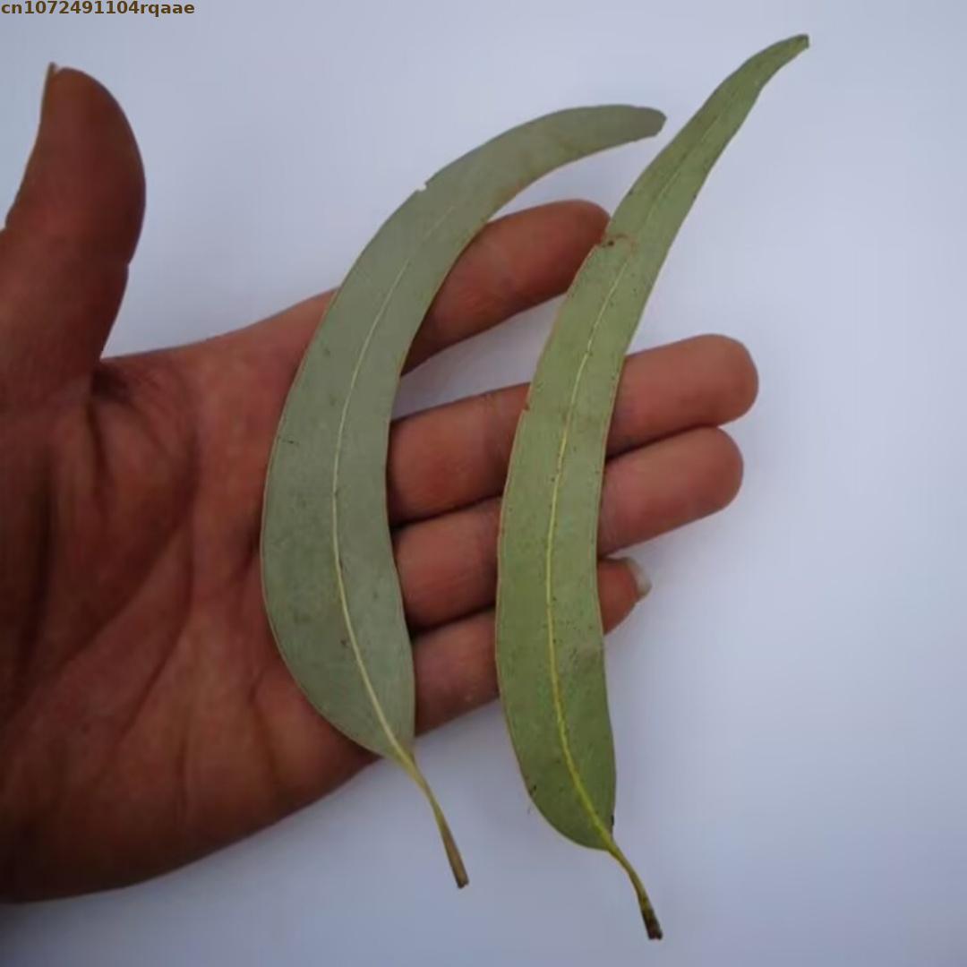 Feuilles d'eucalyptus naturell - Potpourri Dried Flower avis et prix